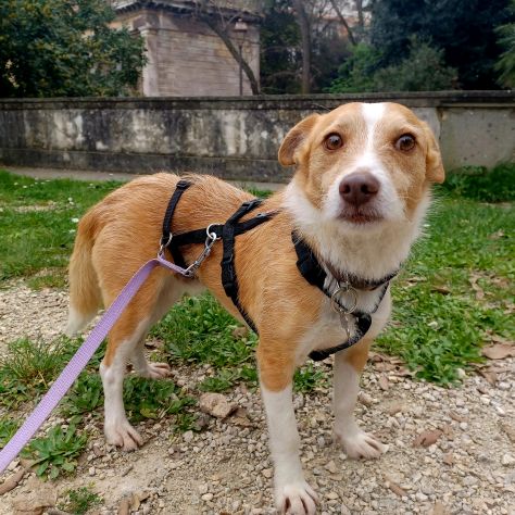 CLIP cagnolino taglia piccola in adozione - Foto 2