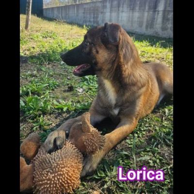 LORICA E CAVALIERE CUCCIOLI IN ADOZIONE - Foto 8