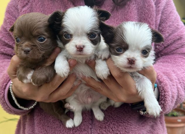 Mini cuccioli chihuahua - Foto 4