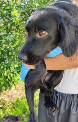 Leo giovane cagnolino taglia medio piccola 12,14 kg - Foto 2