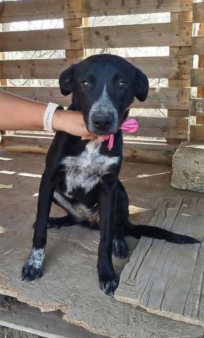 LILIA una cagnolina in adozione un mondo da scoprire ma è in un box - Foto 3