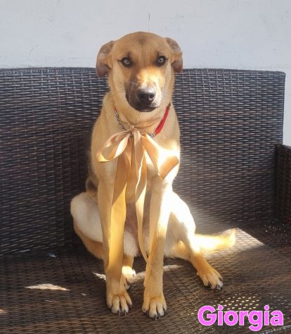 Cucciola meravigliosa!!! - Foto 9