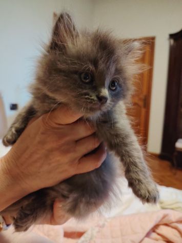 Vendesi gatti Siberiani cuccioli - Foto 6
