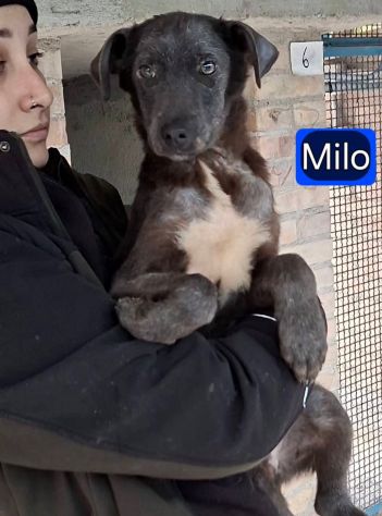 MIELE E MILO MIRACOLI D' AMORE CUCCIOLI IN ADOZIONE - Foto 4