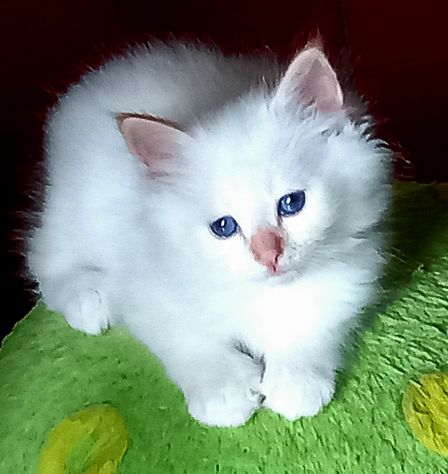 Cuccioli Sacro di Birmania con pedigree - Foto 3