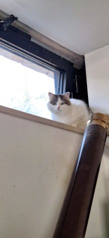 Dafne gattina dal manto bianco e grigio - Foto 8