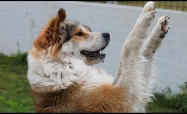 Simil Akitainu 18mesi BELLISSIMA ,ok gatti NAPOLI - Foto 4