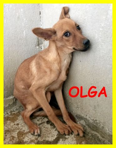 SPLENDIDE CAGNOLINE SPAVETATE SOLE IN CANILE CERCANO CASA - Foto 7