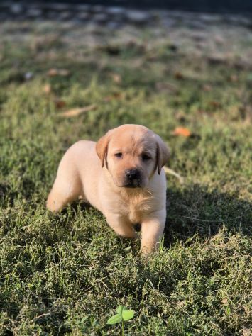 LABRADOR RETRIEVER CUCCIOLI - Foto 3