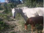 Rustico in vendita a Galliano - Barberino di Mugello 45000 mq  Rif: 1139461