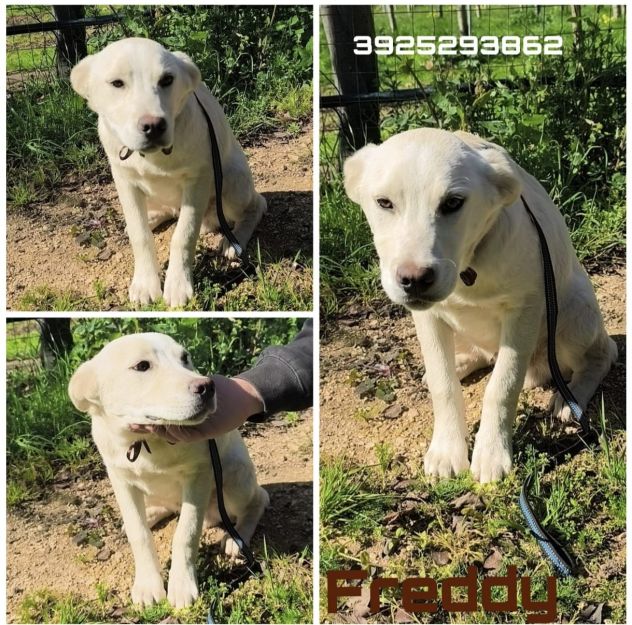 Cagnolini in adozione futura tg. medio contenuta cercano una famiglia per sempre - Foto 8