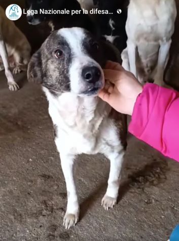 MOLLY, CERCA COCCOLE E ATTENZIONI, CAGNOLINA IN ADOZIONE, TAGLIA MEDIO PICCOLA - Foto 3