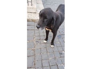 DIEGO, CUORE GRANDE, CANE IN ADOZIONE