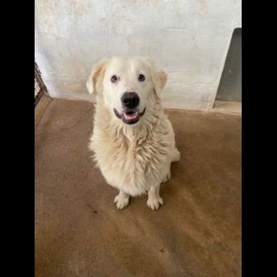 OMAR ADORABILE CUORE DI PANNA CANE IN ADOZIONE - Foto 5