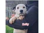 KARIN E I SUOI CUCCIOLI KURT E KELLY,  CANI IN ADOZIONE