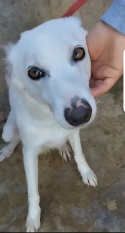 Giovane,femmina,grandi occhioni che nessuno nota! SICILIA - Foto 2