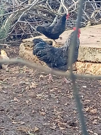 Galli,galline,chiocce con pulcini - Foto 9