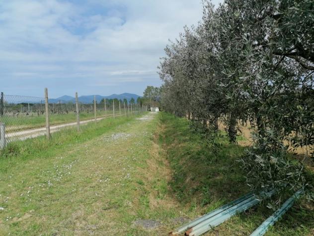 Terreno agricolo in vendita a Perignano - Casciana Terme Lari 10260 mq Rif: 1319002 - Foto 8