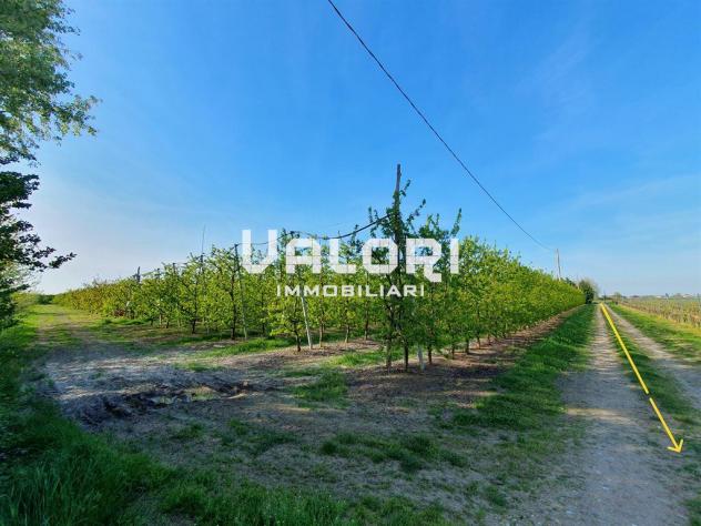 PODERE AGRICOLO DI HA 14.5 CON CASA COLONICA E SERVIZI - Foto 5