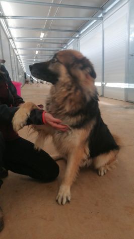 Asko, in cerca di famiglia - Foto 4