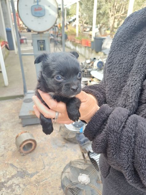 Cani meticci
