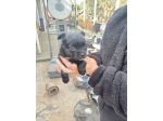 Cani meticci