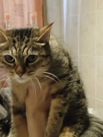 GATTI E GATTINI MERAVIGLIOSI - Foto 2