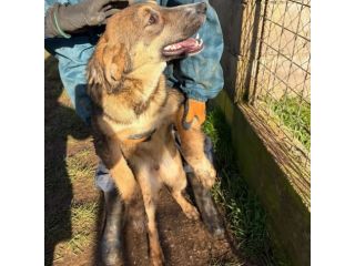 JOHNNY DOLCISSIMO LUPETTO CERCA CASA CUCCIOLO IN ADOZIONE