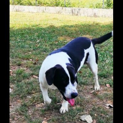 MARILU' tranquilla e pacata, taglia media. CANE IN ADOZIONE - Foto 7