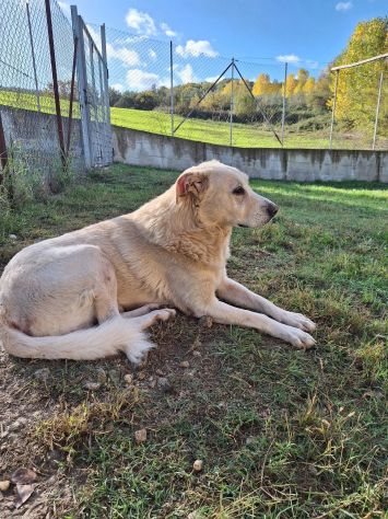 ORSO MAGNIFICO CARATTERE CANE IN ADOZIONE - Foto 10