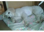 AL E JACK, stupendi cuccioli mix golden