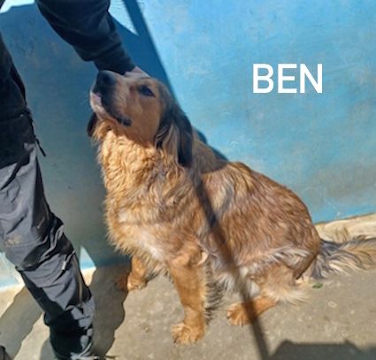 Ben mix setter