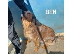 Ben mix setter