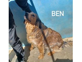 Ben mix setter