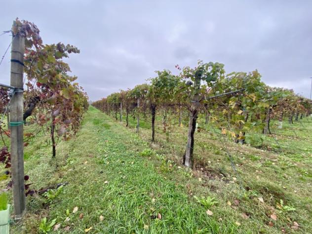C025. TRA CARPI E CAMPOGALLIANO. TERRENO AGRICOLO USO VIGNETO PRODUTTIVO. - Foto 7