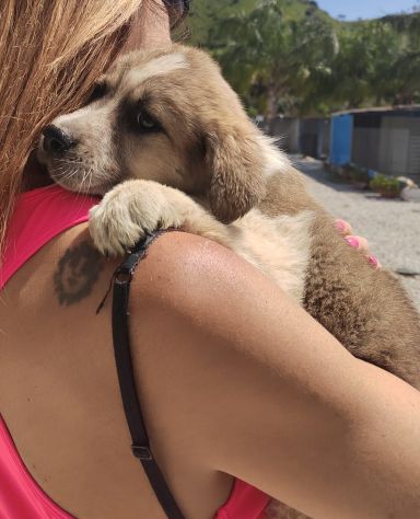 MELO CUCCIOLO 2 MESI