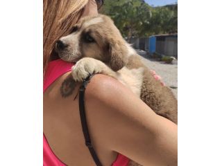 MELO CUCCIOLO 2 MESI
