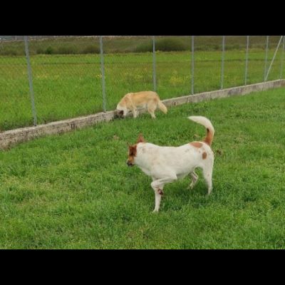 TAMBURELLO GIOIOSO NONOSTANTE UN'INTERA ESISTENZA IN CANILE CANE IN ADOZIONE - Foto 5