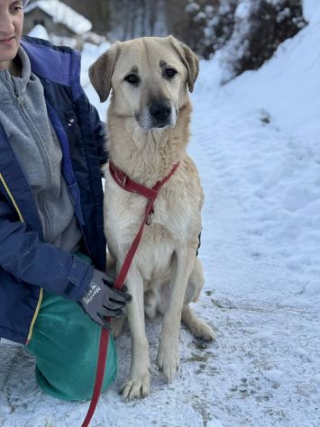 ALEX, cane grande dal cuore gigante! - Foto 2