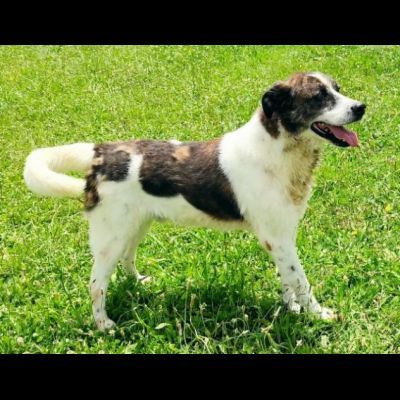 DOC LA DOLCEZZA, cane in adozione - Foto 7