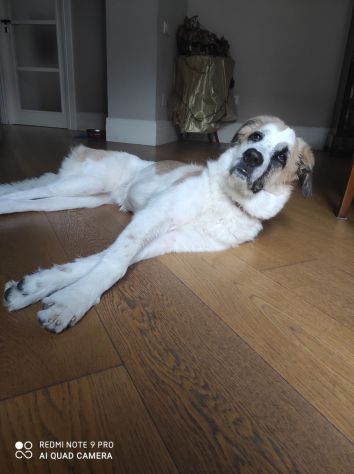 ARIANNA, meravigliosa cagnolona - Foto 3