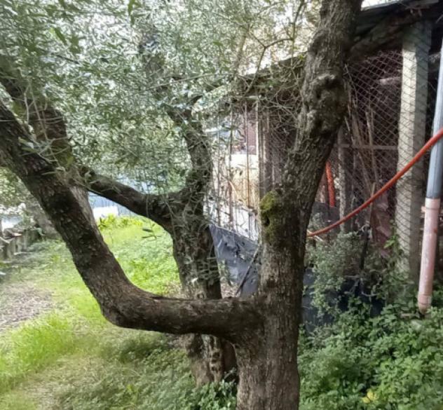 Immobile in asta di 292 m² in vendita a Piegaro - Foto 4