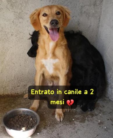 BLONDE 2 ANNI taglia media - Foto 4