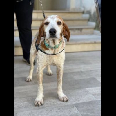 Newton il segugio con le lentiggini, adora le carezze, cane in adozione - Foto 3