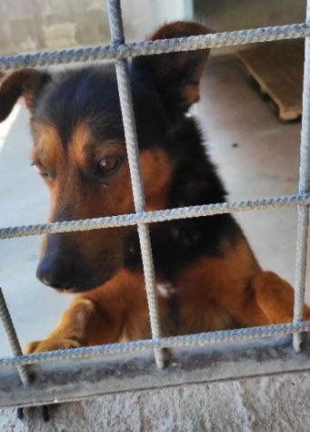 CANE IN ADOZIONE: GRISU' il lupetto abbandonato. - Foto 2