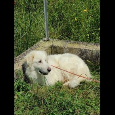 MATISSE, avvilito dal canile. CANE IN ADOZIONE - Foto 5