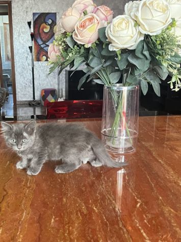 Meravigliosi gattini - Foto 5