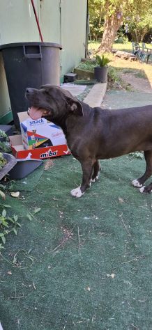 MILA - simil pitbull di 6 anni e mezzo - Foto 3
