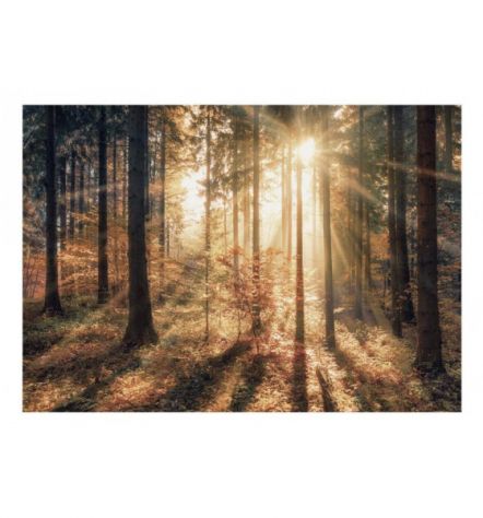 Fotomurale Adesivo Immerso Nella Foresta Arredalacasa - Foto 2