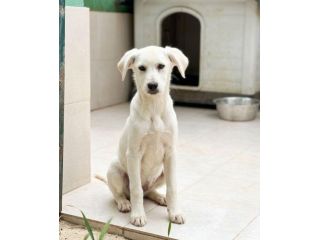 Regalo cuccioli mix Labrador pastore